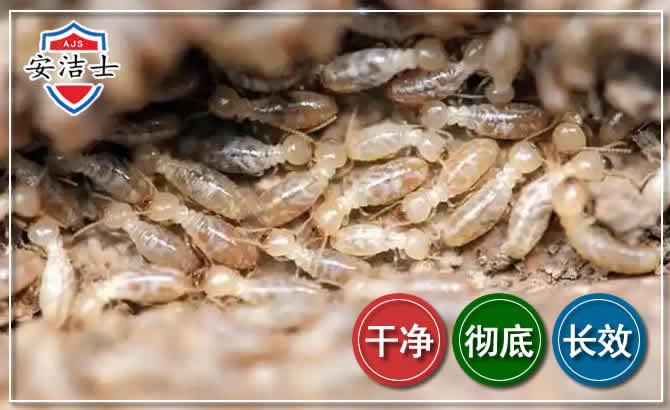 宁波白蚁防治