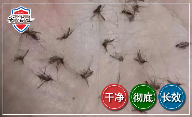宁波蚊子防治-灭蚊