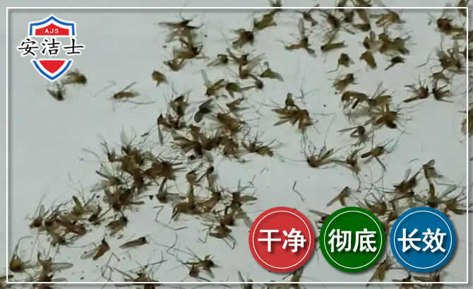 宁波苍蝇防治-灭蝇