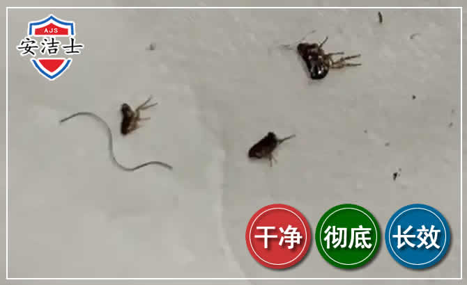 宁波跳蚤防治-灭跳蚤