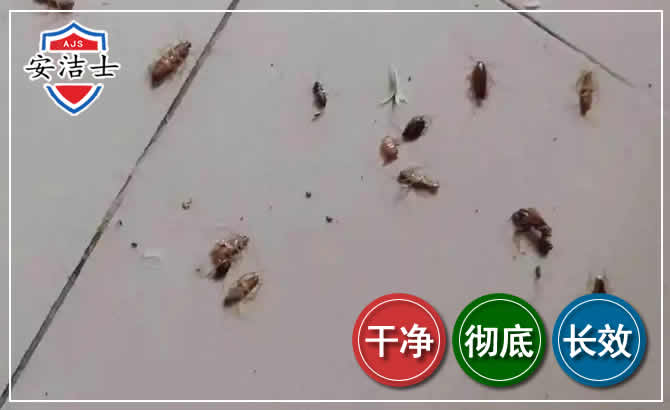 宁波蟑螂防治-灭蟑螂